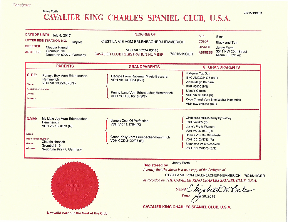 CKCSC, USA - Lady