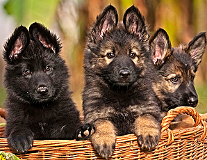 German Shepherd Puppies For Sale - Buy Only From Experienced Breeders