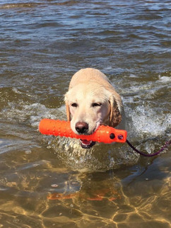 "Nelly" - Golden Retriever