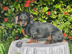 Charlie - smooth coat