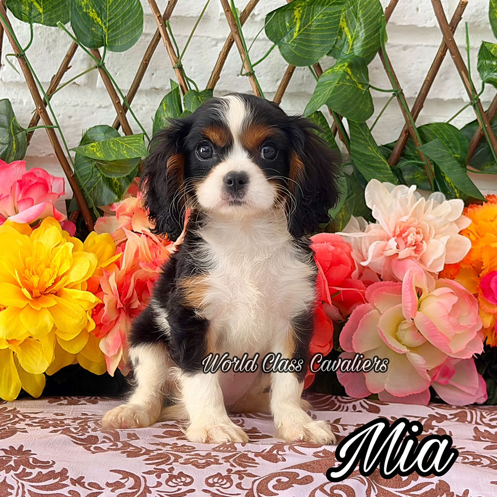 Mia