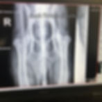 South Florida German Shepherds Testings_0022