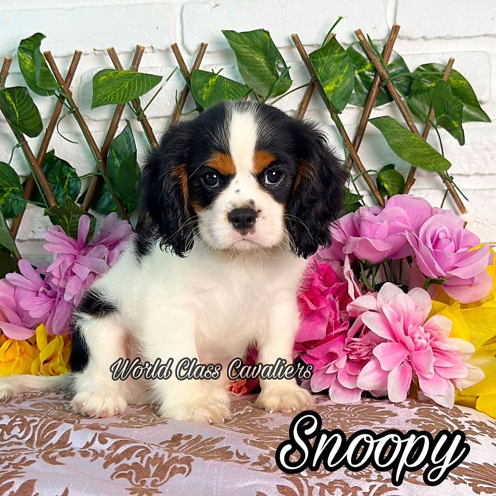 Snoopy