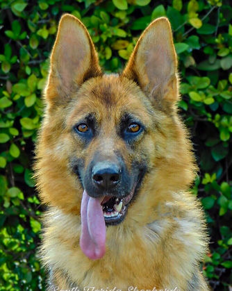 Imported German Shepherd Miami, Rona Vom Team Carrera