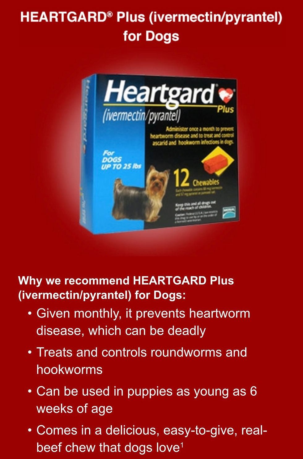 Prevent Health Issues in Cavalier King Charles Spaniel puppies