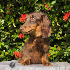 Chloe - Longhair Dachshund