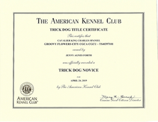 Groovy Flowers City AKC CGC Trick Dog