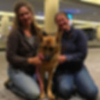 Shipping of our German Shepherd pups