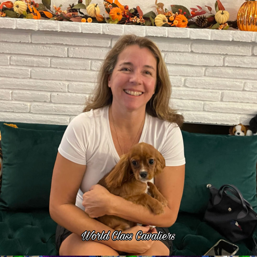 Cavalier King Charles Puppies