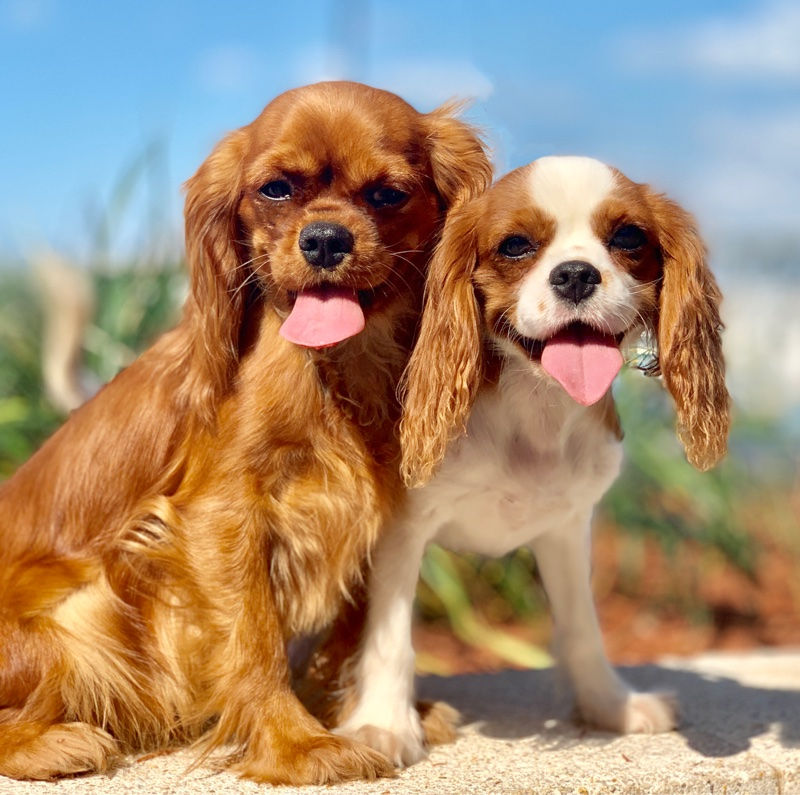 What do I need for my new Cavalier King Charles Spaniel puppy?