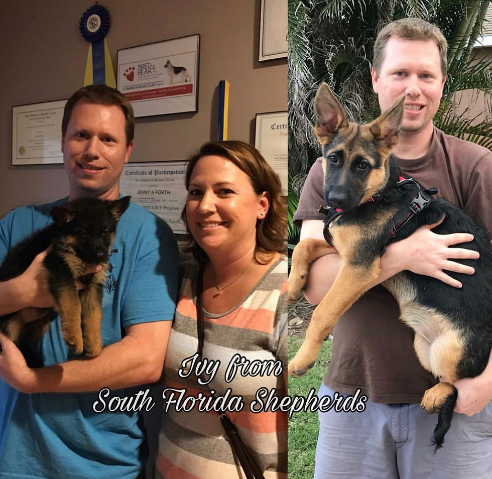 German Shepherd puppies growing up_0015.