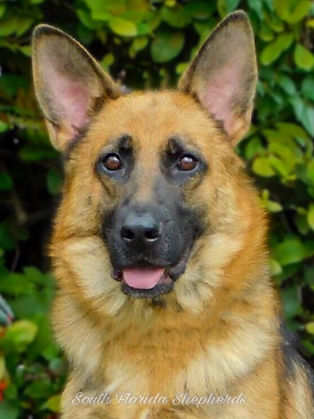 Imported German Shepherd, Nora Von Schwab an der Fils