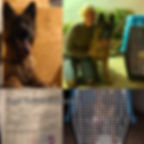 Shipping of our German Shepherd pups