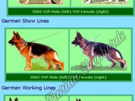 Show Line vs. Working Line German Shepherd Dog