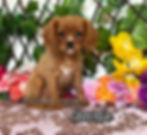 Charlie