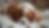 Close-up view of a Cavalier puppy in a cozy bed