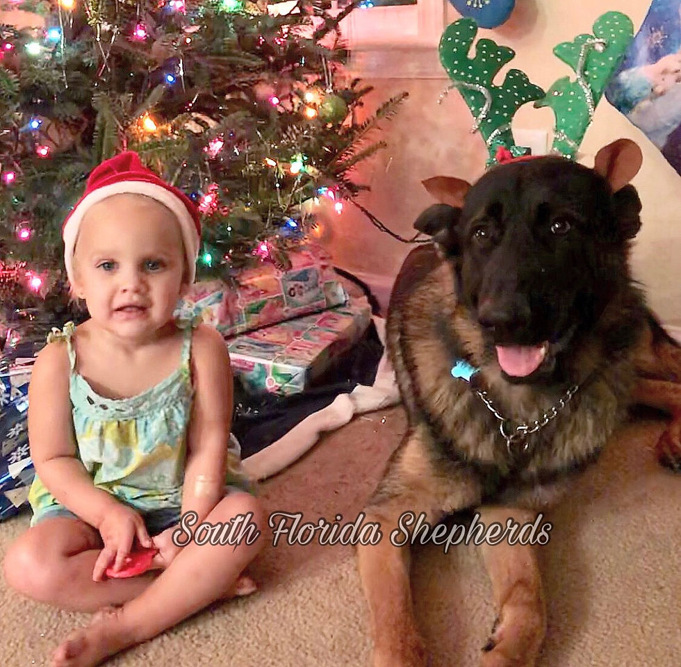 South Florida German Shepherds Customers_0010