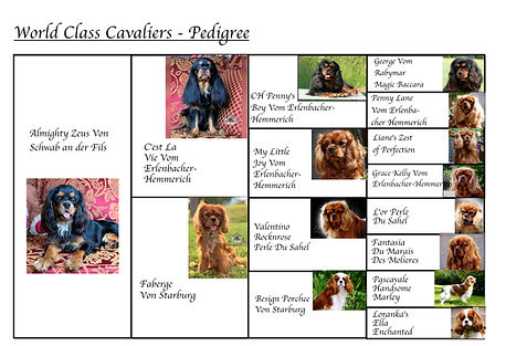 Zeus Pedigree frame 