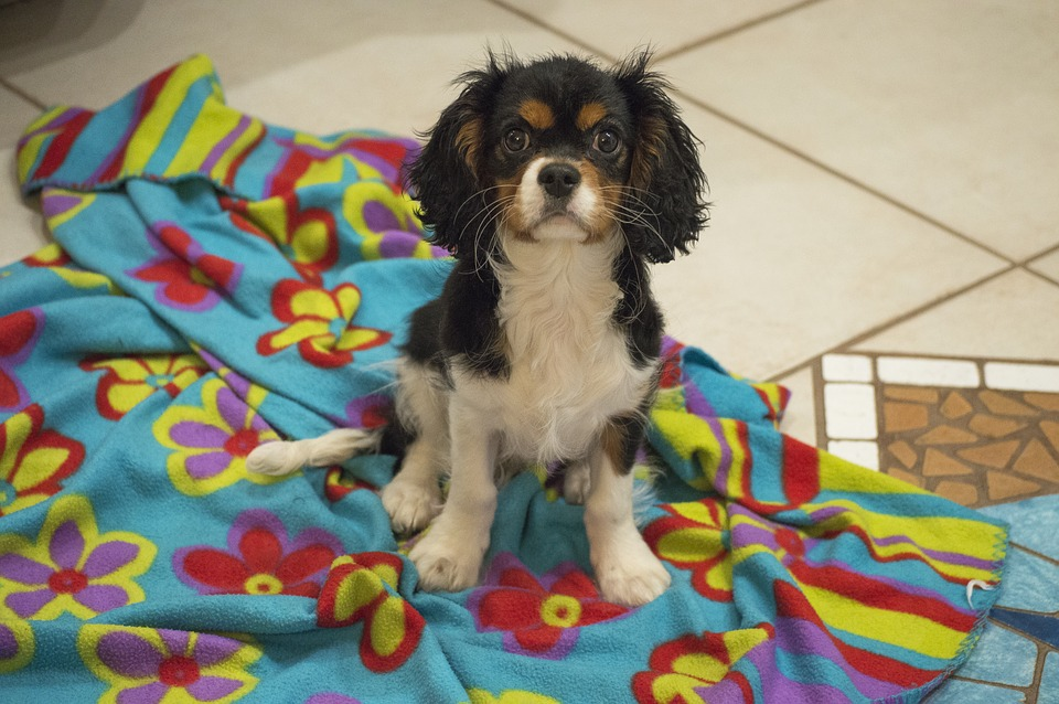 How to Potty Train a Cavalier King Charles Spaniel