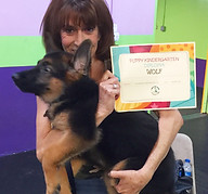 Dog training, canine good citizen, akc, miami florida, south florida german shepherds