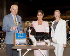 World Class Cavaliers, Cavalier King Charles Spaniel breeder in Florida