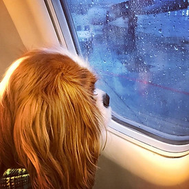 Cavalier King Charles Shipping