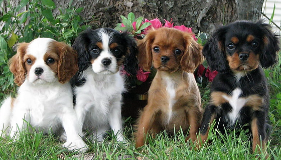 Cavalier King Charles Spaniel Puppy Colors Cavalier King Charles