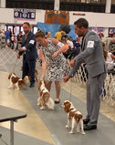 Cavaliers King Charles Spaniel breeder W