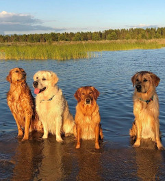 "Nelly" - Golden Retriever