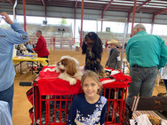 World Class Cavaliers, Cavalier King Charles Spaniel breeder