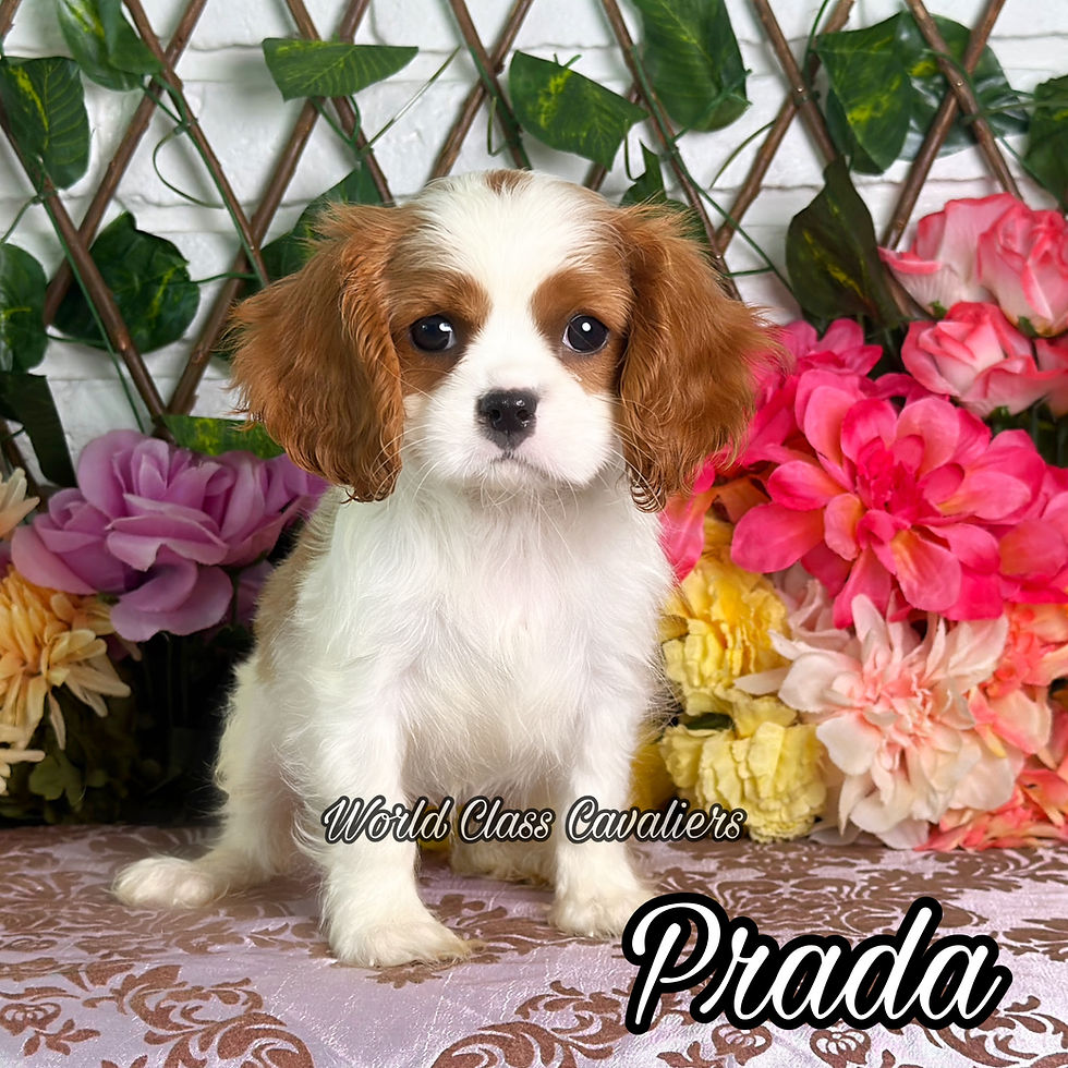 Prada