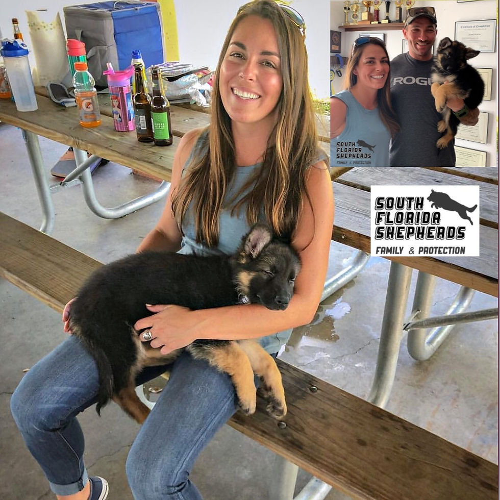 South Florida German Shepherds Custo