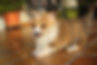 Pembroke Welsh Corgi Breeder Florida