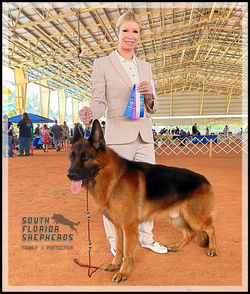 Quoran Von Bellissimo German Shepher