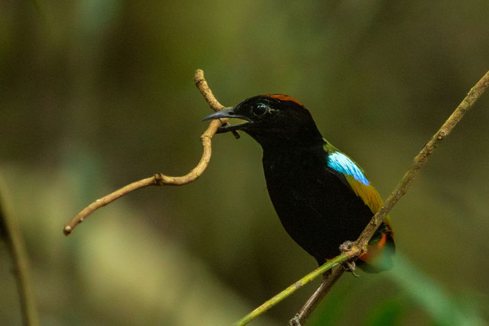Rainbow_pitta_howard springs_northern_territory.jpeg
