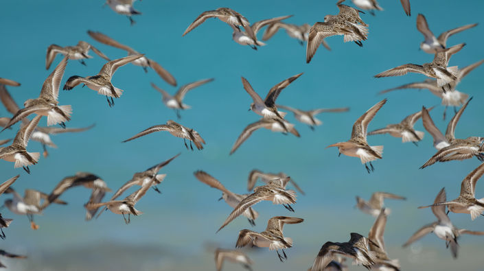 Shore_birds_in flight_roebuck_bay_broome_western_australia.jpg