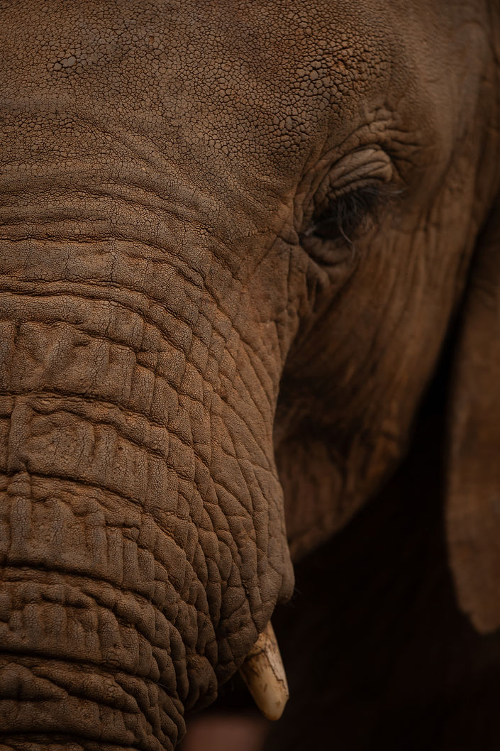 Elephant_trunk_nairobi_national park_kenya_africa.jpeg