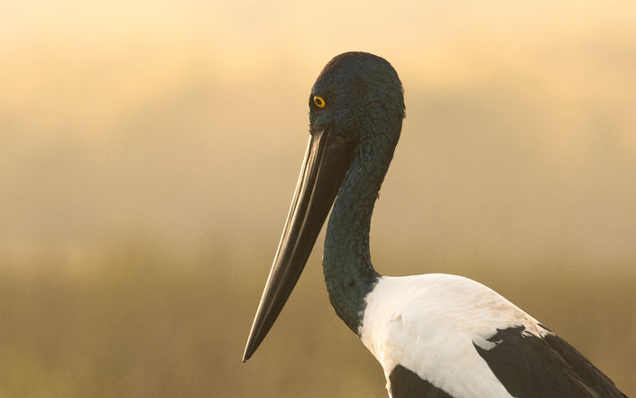 Black_neck_stork_fogg_dam_northern_territory_australia.jpg