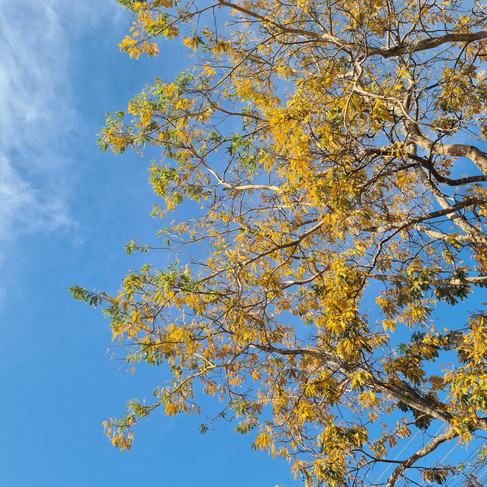 Árvore com folhas amarelas e o céu azul ao fundo
