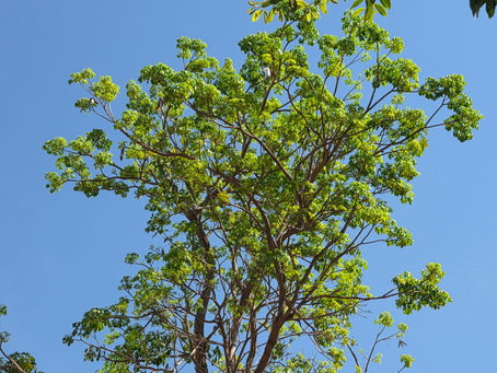 Ipê verde com céu azul sem nuvens ao fundo.