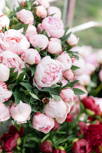 Peony Backdrop.jpg