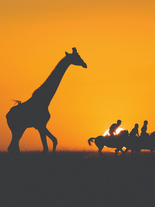 Horse back safaris with giraffe