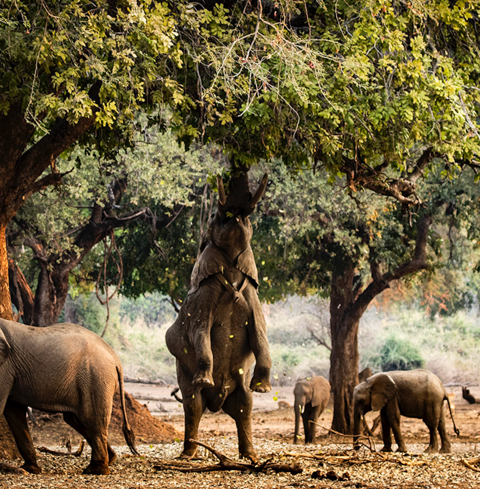 Elephants feeding Mana Pools