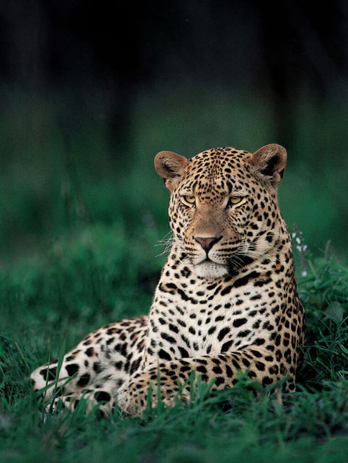 Safari honeymoon itinerary