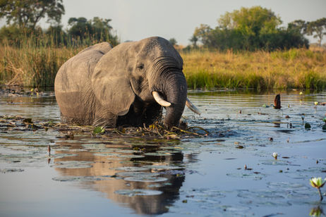 Botswana, elephants