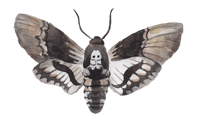 Death's Head-Hawk Moth