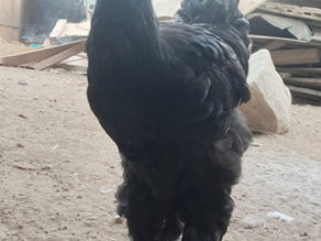 Disponibles brahmas moteados negro azul spalx de azul y azules
