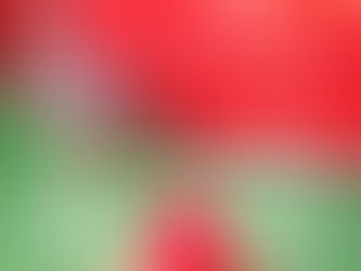 Pico de loro🦜 polluelos a Disposición. Envíos a Todo Destino. 📦✈️🚛