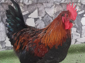 GALLO DE LA RAZA MARANS - LIMA