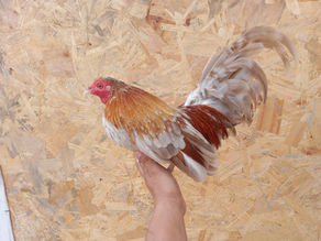 GALLITO MINIATURA